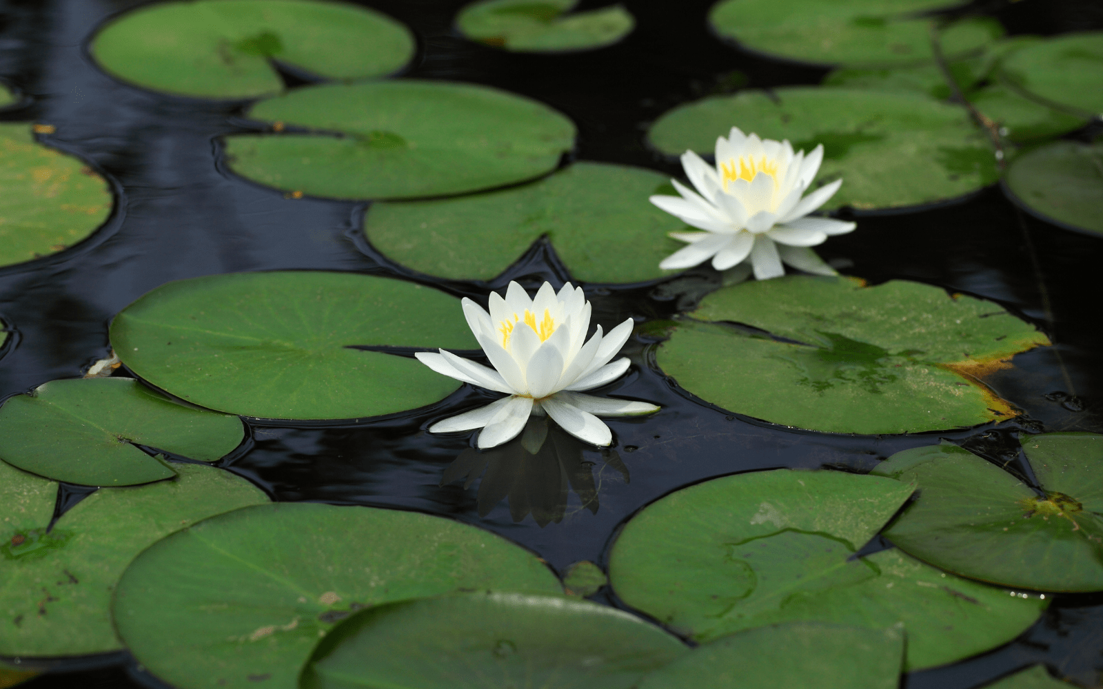 two white lotus flowers floating in water 