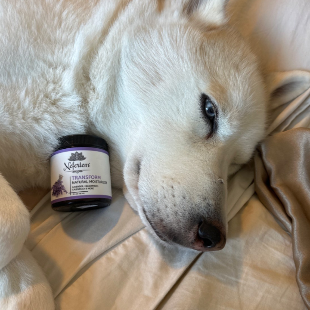 happy dog with Transform Moisturizer made with grass fed tallow