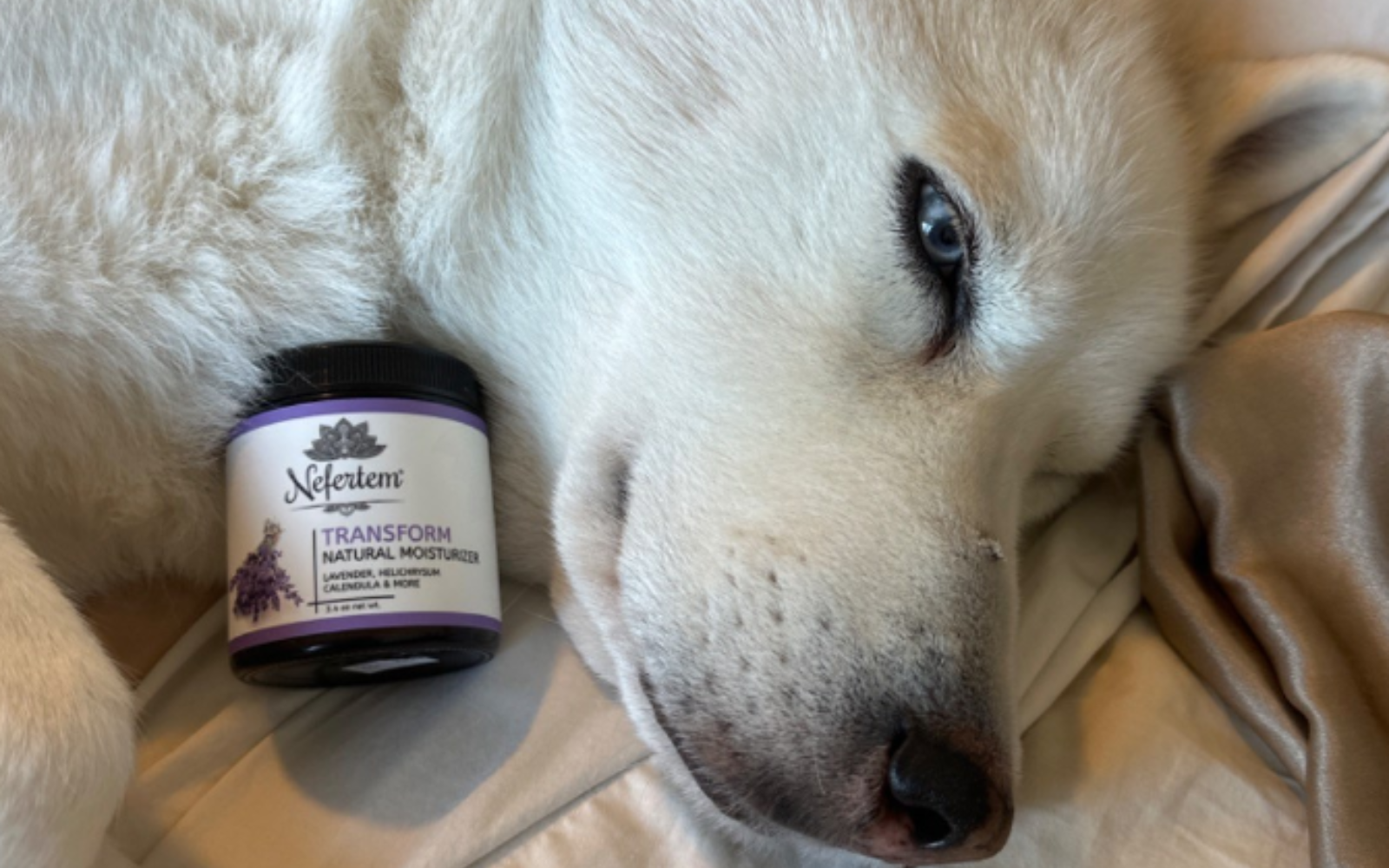 dog with jar of tallow skincare moisturizer