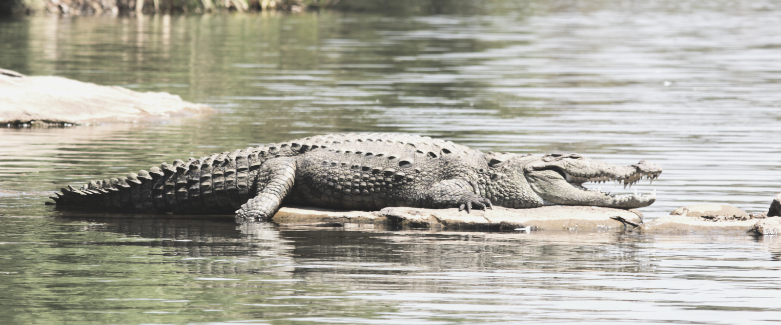 crocodile crossing a river nefertem proverb