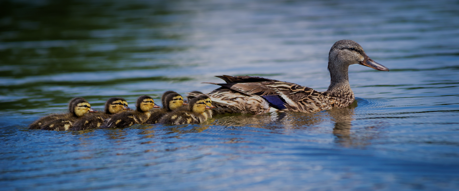 momma and baby ducks swimming