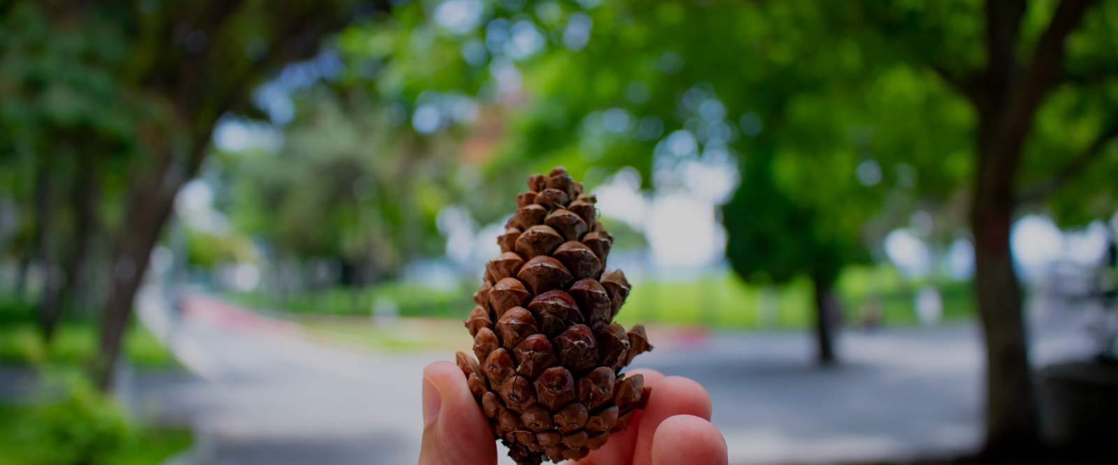 pine cone showing natural ingredients