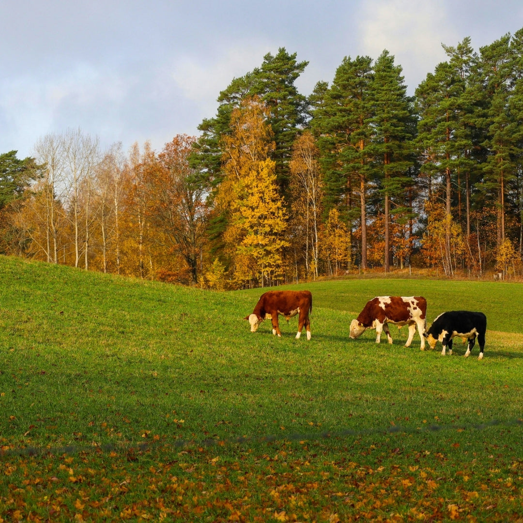 Three cows grazing on a grassy hill with trees in the background