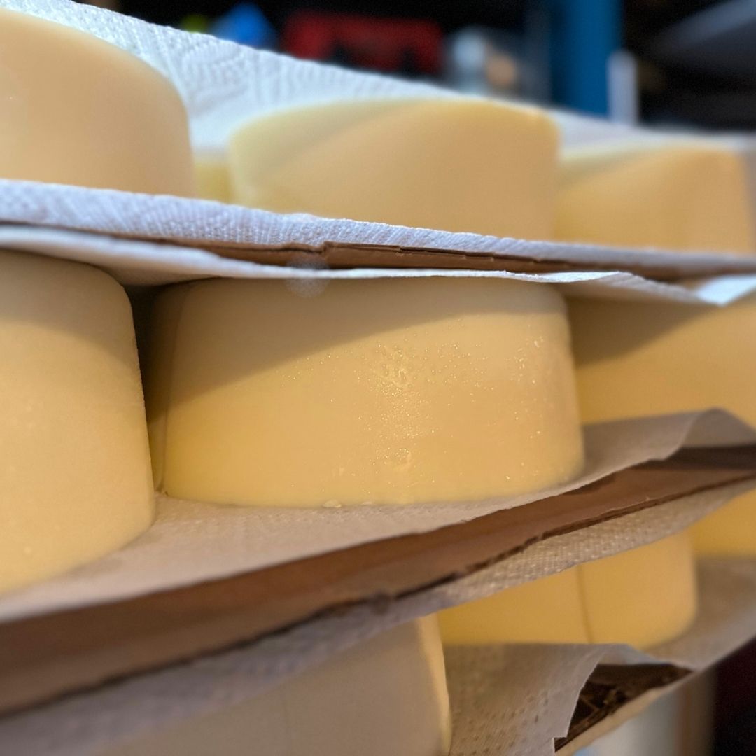 multiple bricks of tallow stacked on a table for the curing process