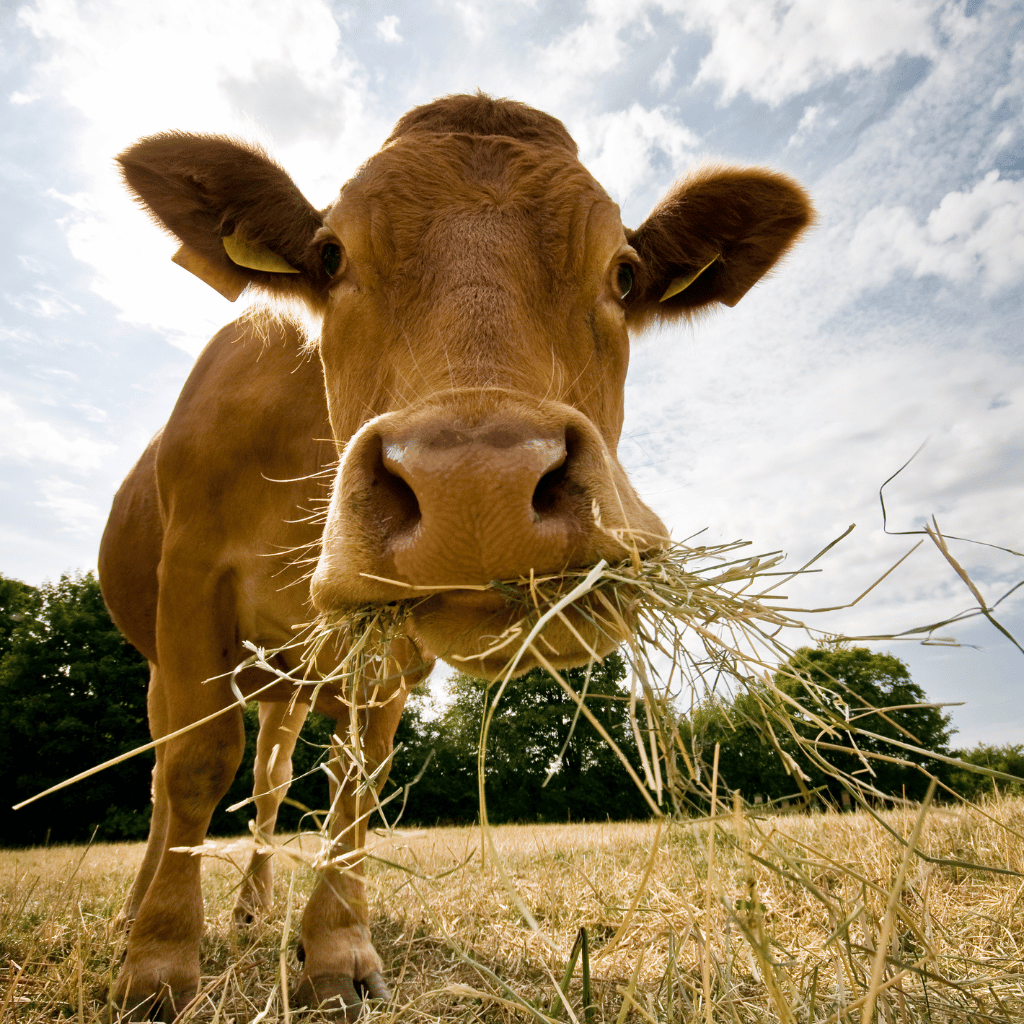 cow eating grass in field