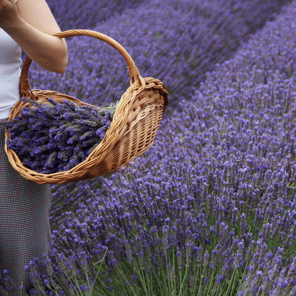 basket of freshly picked lavender flowers
