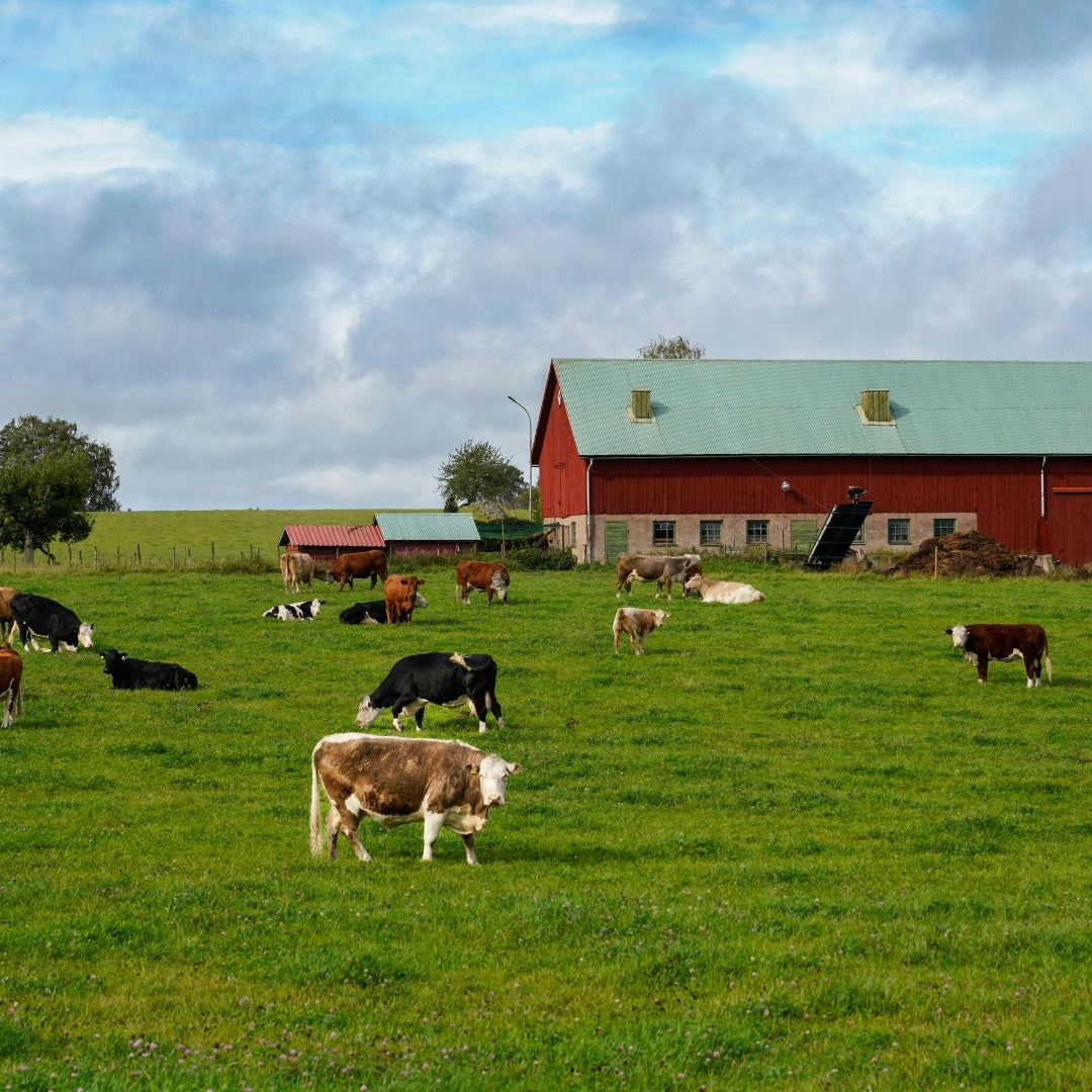 Cows grazing in a green field with a red barn in the background